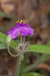 Hairy spiderwort